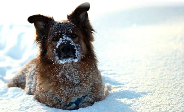 Dog in the Snow